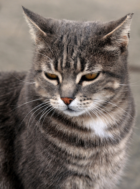 graue Katze - Foto, Bild
