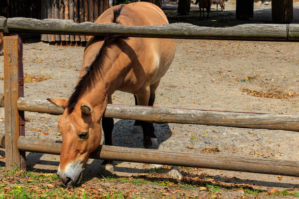 Przewalski çayırdaki vahşi at. Przewalski 'nin atı (Equus przewalskii veya Equus ferus przewalskii), Moğol vahşi atı olarak da bilinir. - Fotoğraf, Görsel