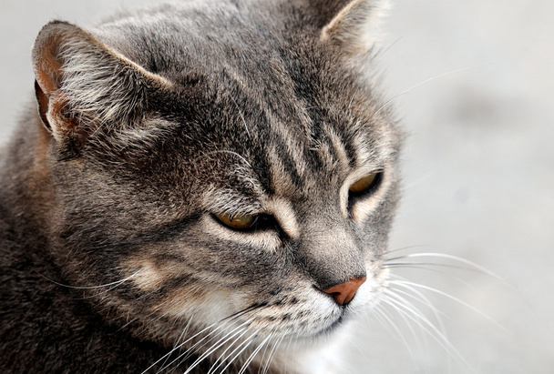 сірий кіт
 - Фото, зображення