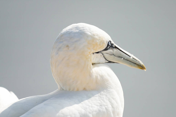 Ένα άγριο πτηνό στην άγρια φύση, Morus bassanus, Northern Gannet στο νησί Heligoland στη Βόρεια Θάλασσα στη Γερμανία. - Φωτογραφία, εικόνα