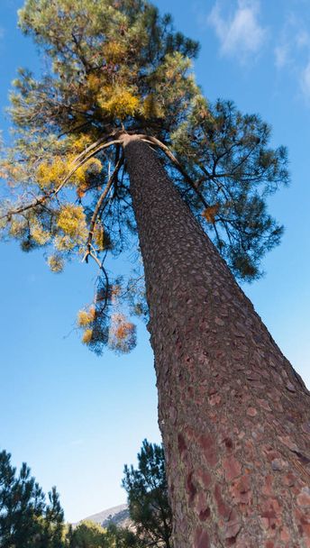 Nízký úhel záběru borovice s bedlivým pohledem na jeho kládu.. Pohled na strom s modrou oblohou - Fotografie, Obrázek