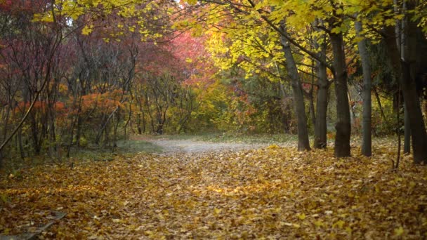 Красивый осенний пейзаж с желтыми деревьями и солнцем. Красочная листва в парке. Падение оставляет естественный фон. - Кадры, видео