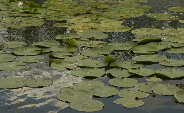 sztuczne jezioro z żółtą lilią wodną pływające duże okrągłe liście - Zdjęcie, obraz