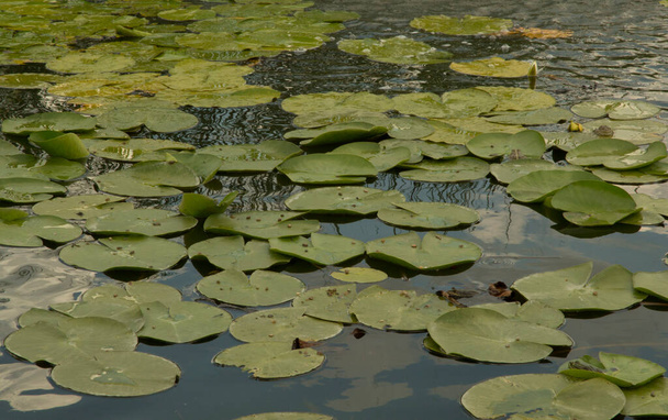 sztuczne jezioro z żółtą lilią wodną pływające duże okrągłe liście - Zdjęcie, obraz