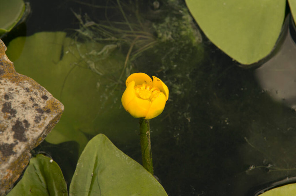 flor de lirio de agua amarilla sin expandir rodeada flotando por grandes hojas redondas en un lago artificial - Foto, Imagen
