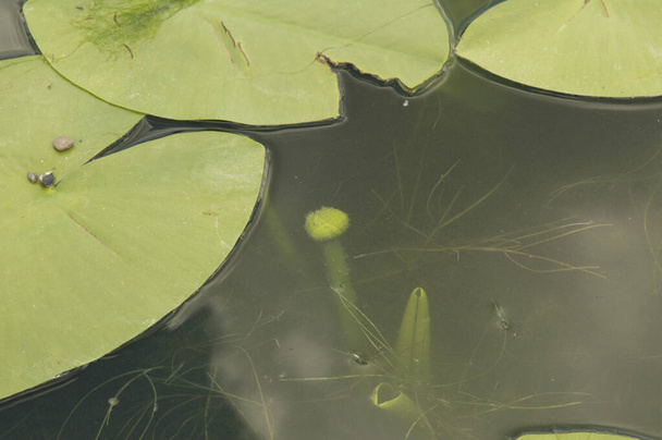зеленая вода стебель лилии под водой и плавающие большие круглые листья водяной лилии в искусственном озере - Фото, изображение