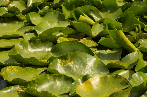 zbliżenie: skrzywione liście lilii wodnej przykrywające sztuczne jezioro - Zdjęcie, obraz