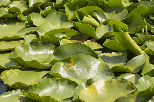 close-up: waterlelie kromme bladeren die een kunstmatig meer bedekken - Foto, afbeelding