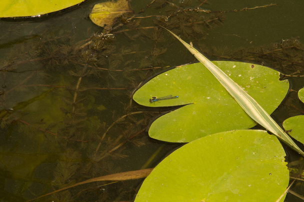 two common blue damselfly on big floating leaves of water lily in the artificial lake - Photo, Image