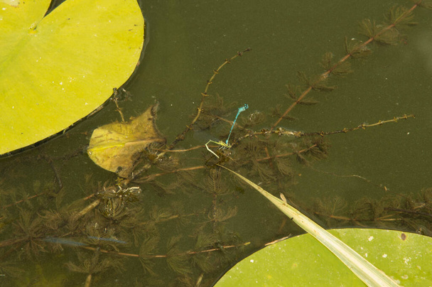 dwie pospolite niebieskie ważki na osadzie przez duże pływające liście lilii wodnej w sztucznym jeziorze - Zdjęcie, obraz