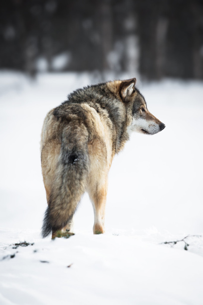 один волк в лесу
 - Фото, изображение