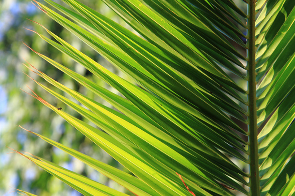 hojas de palma verde fondo - Foto, imagen