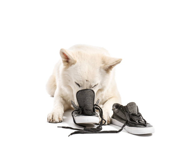 Αστείο άτακτο σκυλί παίζει με τα παπούτσια σε λευκό φόντο - Φωτογραφία, εικόνα