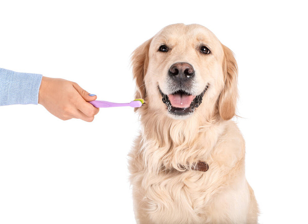 Владелец чистит зубы милой собаке на белом фоне - Фото, изображение