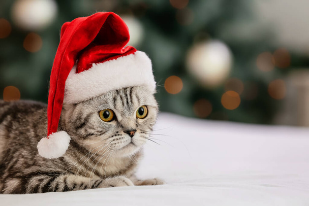 Cute funny cat in Santa hat at home on Christmas eve - Fotó, kép