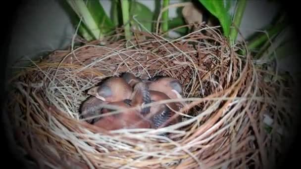 Pájaro bebé de bulbul bigoteado rojo durmiendo en un nido - Imágenes, Vídeo