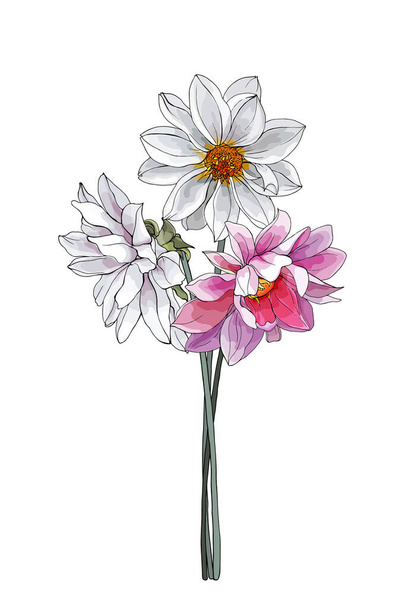 conjunto de flores de dalia dibujadas a mano aisladas sobre fondo blanco, vector, ilustración  - Vector, Imagen
