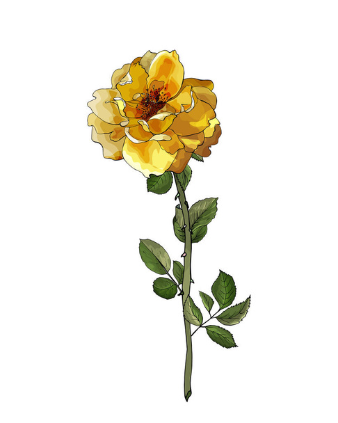 ζωγραφισμένο στο χέρι τριαντάφυλλο λουλούδι απομονωμένο σε λευκό φόντο, διάνυσμα, απεικόνιση  - Διάνυσμα, εικόνα