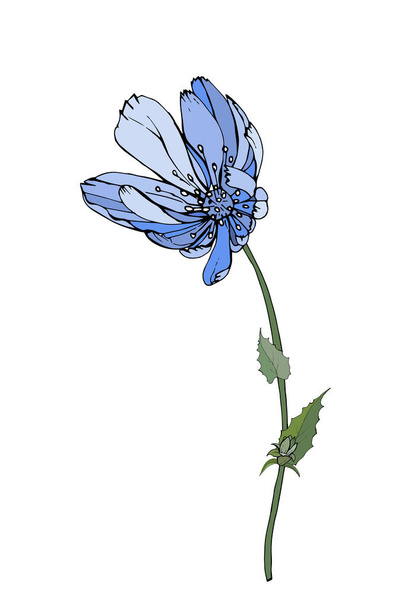 hand drawn colorful chicory flower isolated on white background, vector, illustration  - Vector, Image