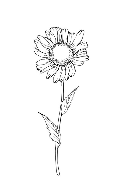 outline hand drawn chamomile flower, vector, illustration  - Vettoriali, immagini