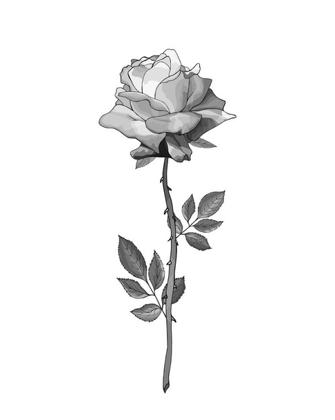 flor de rosa dibujada a mano monocromática aislada sobre fondo blanco, vector, ilustración  - Vector, Imagen
