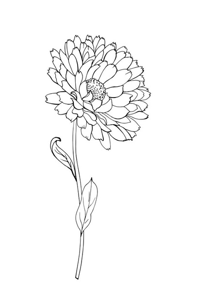 περίγραμμα χέρι ζωγραφισμένο λουλούδι καλέντουλα, διάνυσμα, εικόνα  - Διάνυσμα, εικόνα