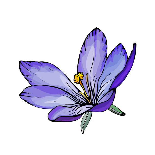 fleur de crocus colorée dessinée à la main isolée sur fond blanc, vecteur, illustration  - Vecteur, image