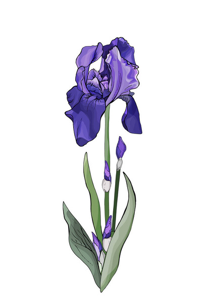 flor de iris colorida dibujada a mano aislada sobre fondo blanco, vector, ilustración  - Vector, imagen