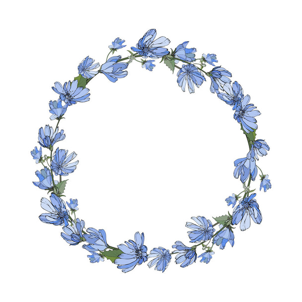 hermosa corona floral con flores de achicoria aisladas sobre fondo blanco, vector, ilustración - Vector, Imagen