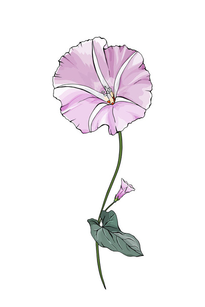 flor de bindweed colorida dibujada a mano aislada sobre fondo blanco, vector, ilustración  - Vector, imagen