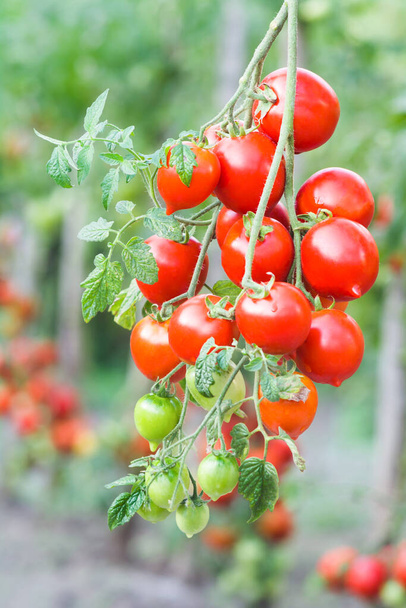 Banda dojrzałych czerwonych pomidorów na tle krzewów pomidorów. Pomidory odmiany Emiratów Arabskich - Zdjęcie, obraz