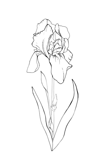 contorno dibujado a mano flor de iris, vector, ilustración  - Vector, Imagen