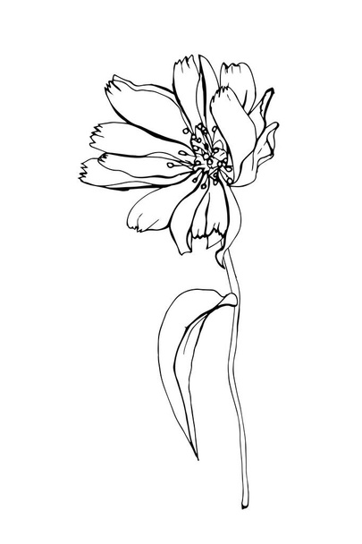 Umriss handgezeichnete Chicorée-Blume, Vektor, Illustration  - Vektor, Bild