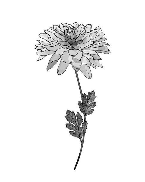 flor de crisantemo dibujada a mano aislada sobre fondo blanco, vector, ilustración  - Vector, imagen