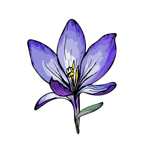 fiore di croco colorato disegnato a mano isolato su sfondo bianco, vettore, illustrazione  - Vettoriali, immagini