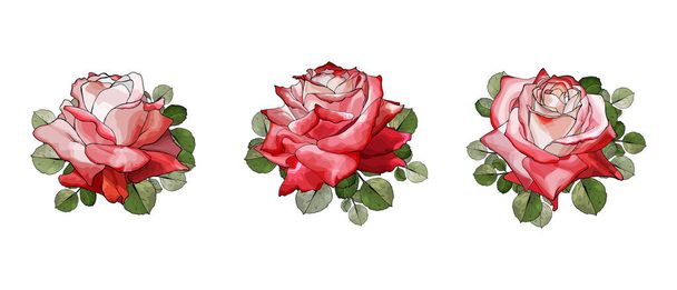 sada ručně kreslených růží květiny izolované na bílém pozadí, vektor, ilustrace  - Vektor, obrázek