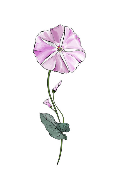 flor de bindweed colorida dibujada a mano aislada sobre fondo blanco, vector, ilustración  - Vector, Imagen