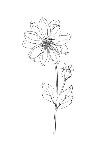 contour dessiné à la main fleur de dahlia, vecteur, illustration  - Vecteur, image