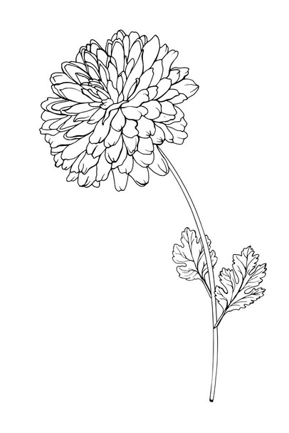 ζωγραφισμένο στο χέρι χρυσάνθεμο λουλούδι απομονωμένο σε λευκό φόντο, διάνυσμα, εικονογράφηση  - Διάνυσμα, εικόνα