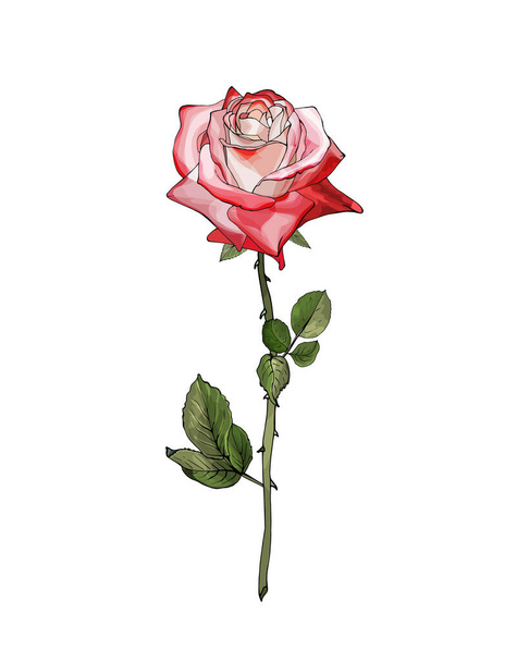 Розовый цветок, нарисованный вручную на белом фоне, вектор, иллюстрация  - Вектор,изображение