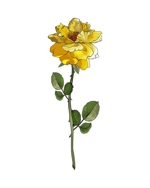 ręcznie rysowany kwiat róży izolowany na białym tle, wektor, ilustracja  - Wektor, obraz