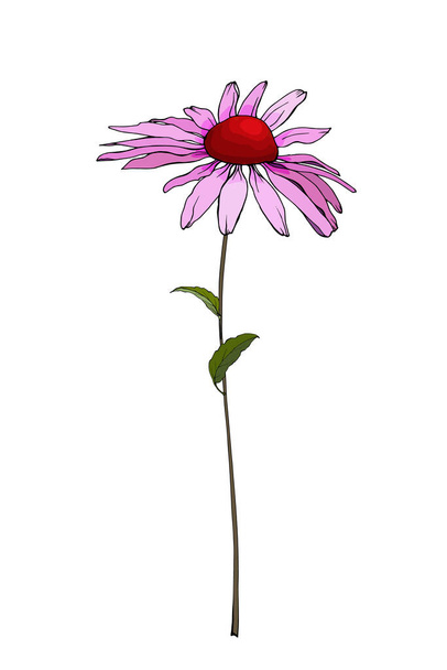 hand drawn colorful echinacea flower isolated on white background, vector, illustration  - Vector, Image