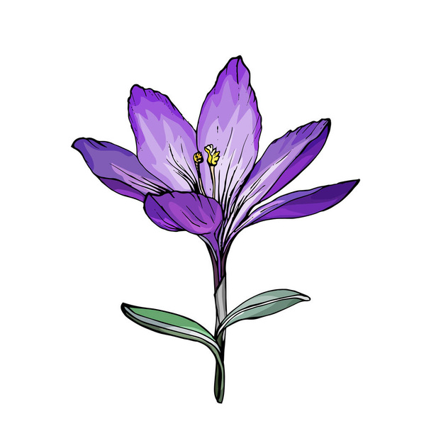 ζωγραφισμένο στο χέρι πολύχρωμο λουλούδι κρόκου απομονωμένο σε λευκό φόντο, διάνυσμα, εικονογράφηση  - Διάνυσμα, εικόνα
