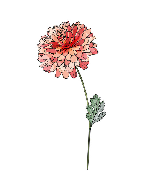 hand drawn chrysanthemum flower isolated on white background, vector, illustration  - Vector, Image
