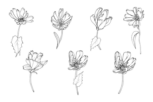 set of hand drawn outline chicory flowers isolated on white background, vector, illustration  - Vector, Image