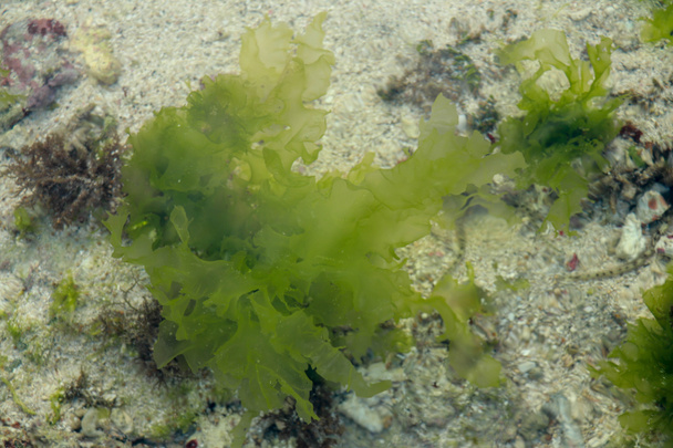 Fondo submarino de hierba marina en agua azul. Verde hierba fondo arenoso el agua clara. - Foto, imagen