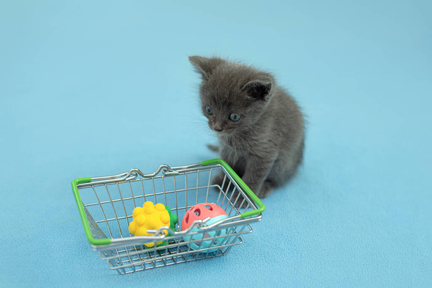 Alışveriş sepetinde evcil oyuncağı olan gri kedi yavrusu. Hayvan almak için. Hayvan dükkanı, evcil hayvan pazarı - Fotoğraf, Görsel