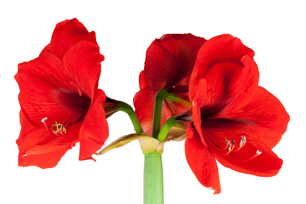 Red Amaryllis isolated - Photo, Image