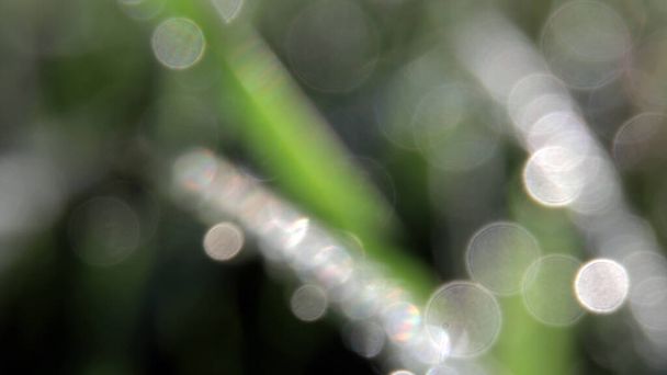 早朝に露のビーズに輝く太陽の光と湿った緑の草の極端なクローズアップ画像。 - 写真・画像