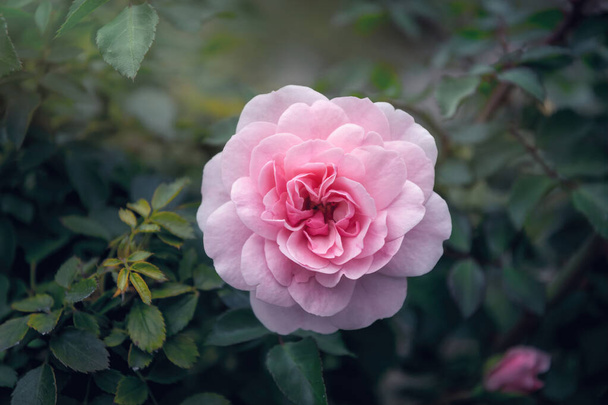 Flor delicada de um outono O chá inglês aumentou no jardim - Foto, Imagem